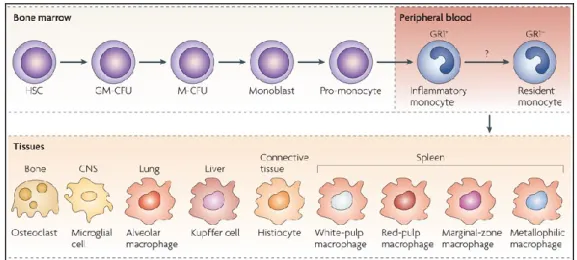 Figure 1.1. Monocytes origin and differentiation. Monocytes originate in the bone  marrow  from  a  common  haematopoietic  stem  cell  (HSC)  and  there  they  undergo  differentiation  steps  during  which  they  commit  to  the  myeloid  and  then  to  