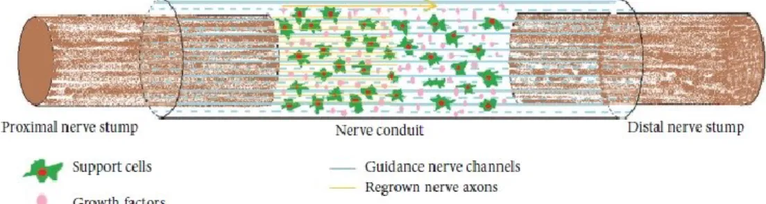 Fig 6.  Microambiente ideale creato dalla guida neurale, Muheremu 2015