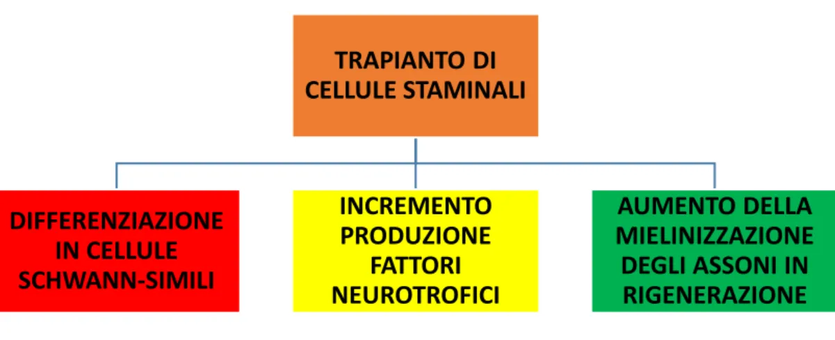 Fig  8. Meccanismi delle cellule staminali nella rigenerazione nervosa periferica. Da Jiang (2016),  modificata TRAPIANTO DI  CELLULE STAMINALI DIFFERENZIAZIONE IN CELLULE SCHWANN-SIMILI INCREMENTO PRODUZIONE FATTORI NEUROTROFICI  AUMENTO DELLA  MIELINIZZA