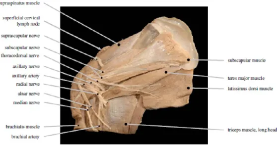 Fig. 9. Plesso brachiale ovino.
