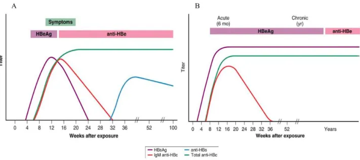 Figure 4: Serological profiles of acute (A) and chronic (B) HBV-infection.