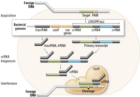 Figure 5: Incorporating process of foreign genome fragments inside the CRISPR locus.
