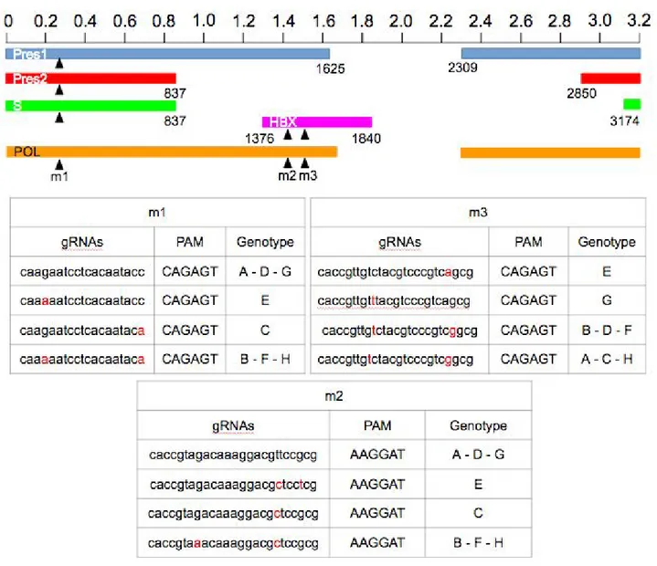 Figure 7 : Sequence and location in the HBV genome of the 12 candidate gRNAs designed by                 Benchling CRISPR design tool