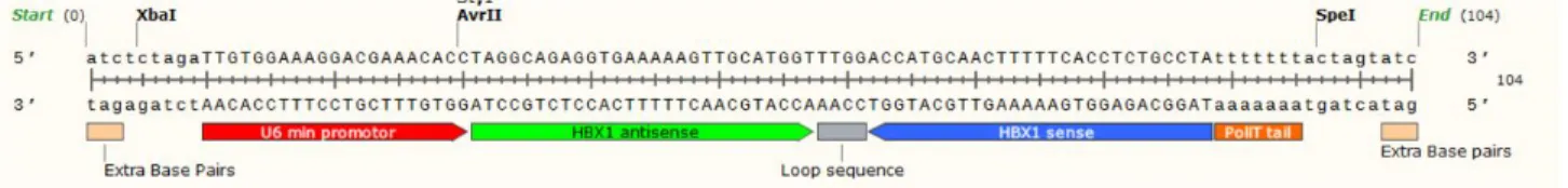 Figure 8 : Sequence of short hairpin RNA against Hepatitis B transactivator X. The shRNA             targets and cleaves X gene mRNA through cellular RNA interference mechanisms.