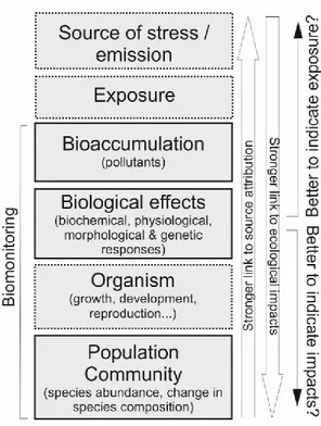Figure 4. The biomonitoring chain: from the source of stress to ecological impacts. 