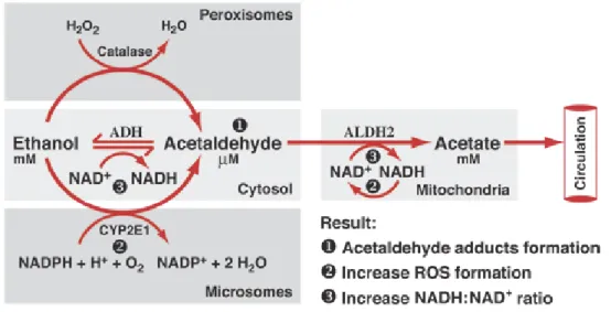 Figure 5 Alcohol metabolism 