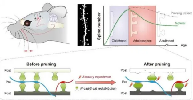 Figure 2.  A mouse model of spine pruning. (Credit: Yu Xiang/CAS)