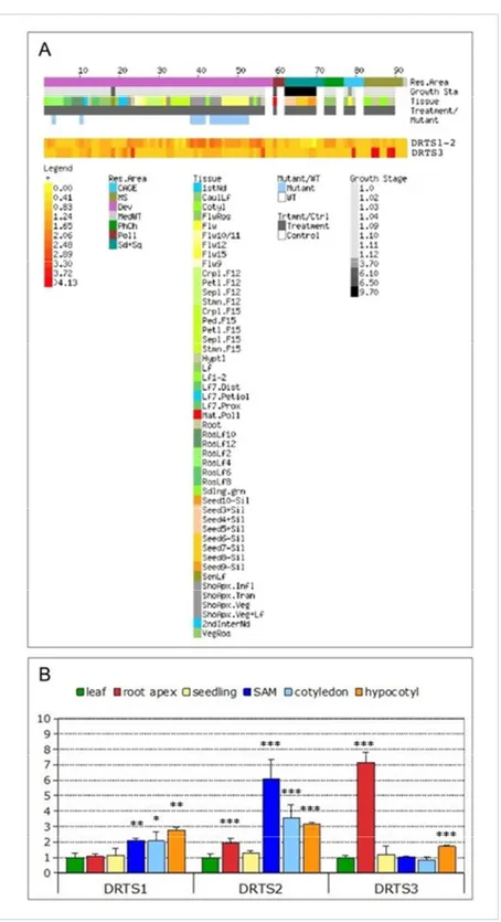 Fig. 8 Analysis of the expression of the AtDRTS genes. (A) E-Northern analysis of the expression of the AtDRTS transcripts revealed by microarray data