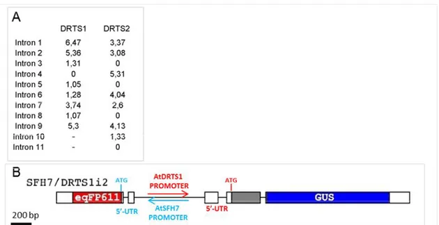 Fig.  9 (A)  IMEter  analysis  of  the  introns  of  the AtDRTS1 and AtDRTS2 genes.  (B)  Schematic representation of the new SFH7/DRTS1i2 dual reporter construct.