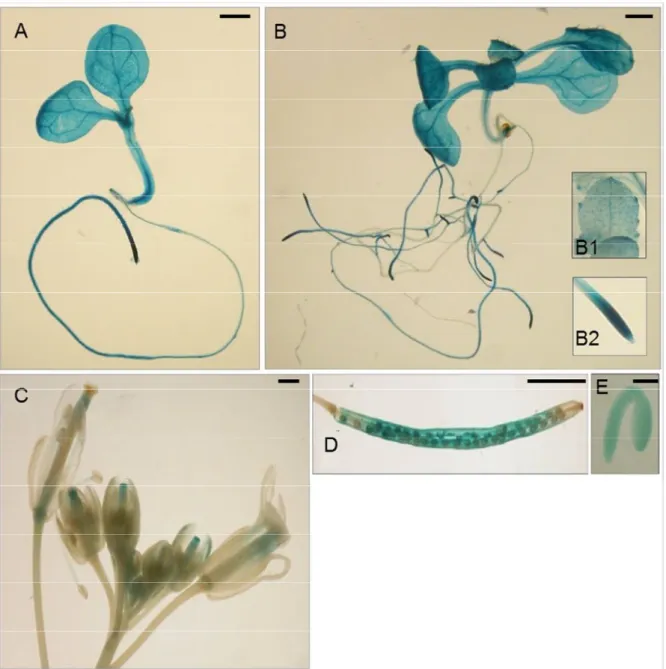 Fig. 10 Localization of GUS activity in lines carrying the SFH7/DRTS1i2 construct in: one-week-old (A) and two-week-old (B) seedlings, which show a strong activity in hydatodes (inset B1) and RAM (inset B2); inflorescence; siliques (D); mature embryos (E)