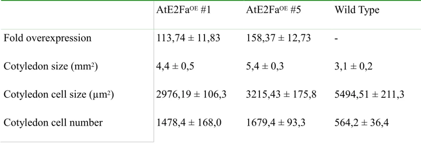 Table 7. Features of the two Arabidopsis lines overexpressing the AtE2Fa factor.