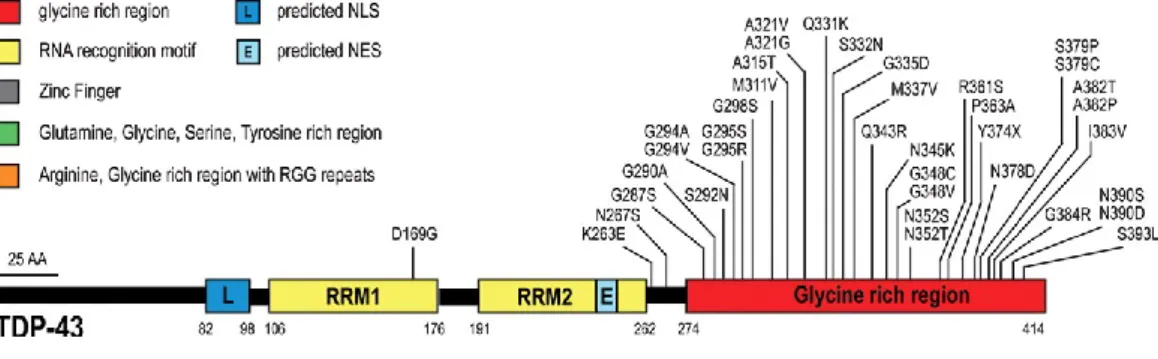 Figure 5.TDP43 mutations in ALS. Forty-four mutations have been identified in TDP43 in sporadic and  familial ALS patients, with most lying in the C-terminal glycine-rich region