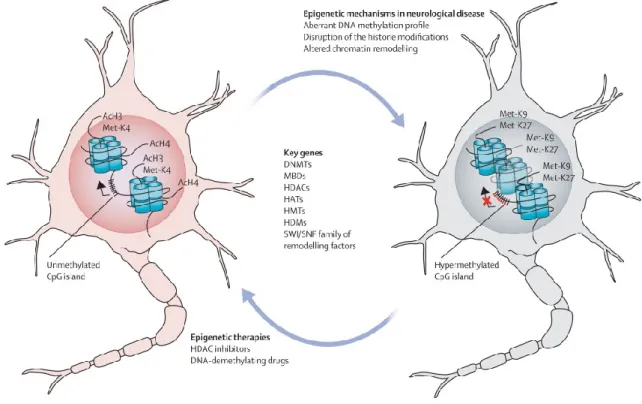 Figure  9.  Epigenetic  machinery  in  neurons.  In  healthy  neurons  or  glia  (left),  transcriptionlly  active  gene  promoter  have  unmethylated  CpG  island  and  a  set  of  histone  modifications  associated  with  open 