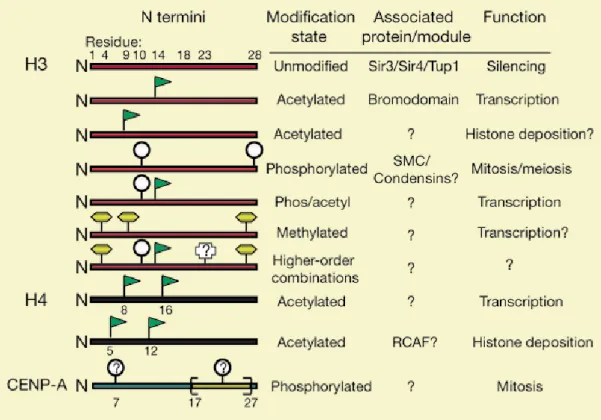 Figure 10. The most frequent covalent modifications on histone H3 and H4 tails and their relative  meaning