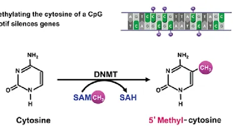 Figure  12. Methylation of cytosine residues in 5’-methyl cytosine happens thanks to DNA  methyl  transferases (DNMTs) which uses S-adenosylmethyonine as a cofactor