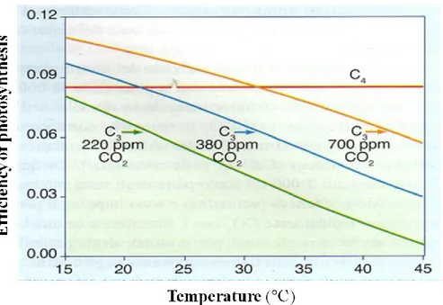 Fig. 11. C3 and C4 plants photosynthetic efficiency in relation to temperature and atmospheric  CO 2  concentration (modified from Rascio et al., 2012)