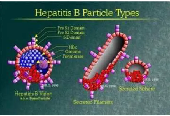 Figura 2 :  differenti tipi di particelle di HBV