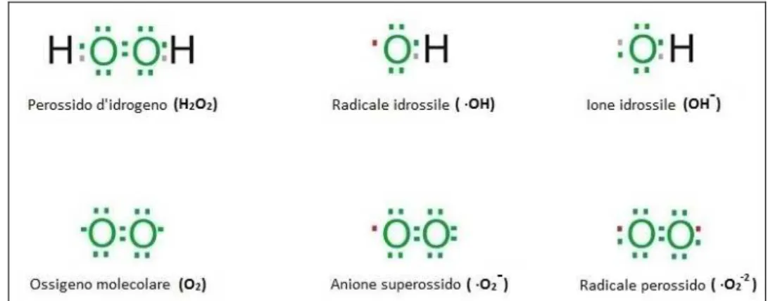 Figura 1: Specie reattive dell'Ossigeno (ROS). 