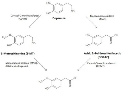 Figura 3: Metabolismo della dopamina. 