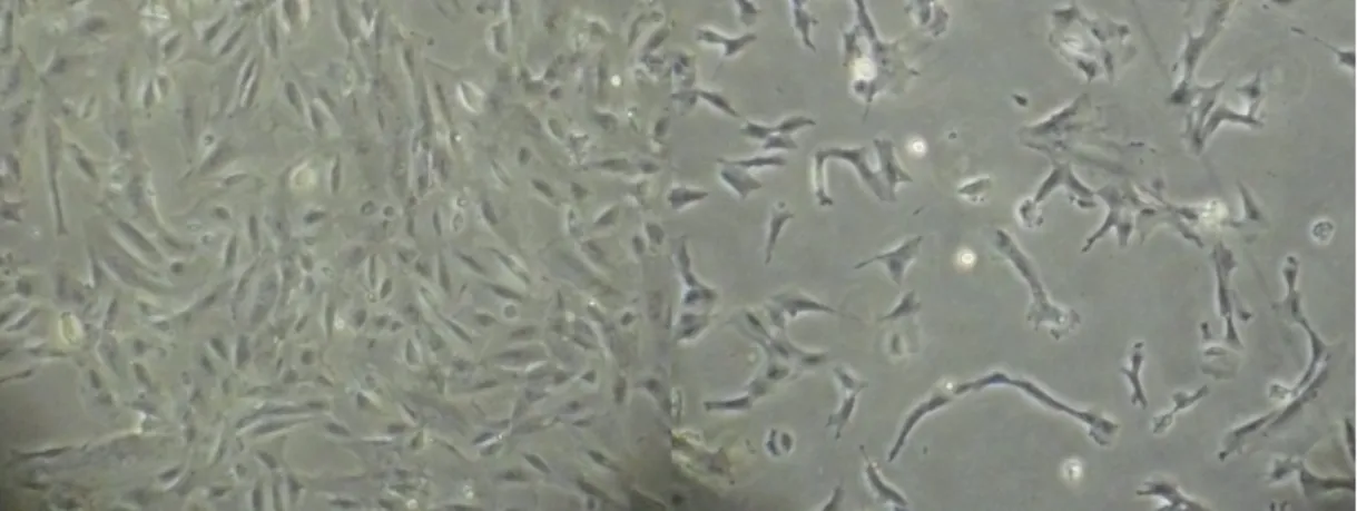 Fig. 9 Cellule del liquido amniotico XY a 2 giorni di coltura 