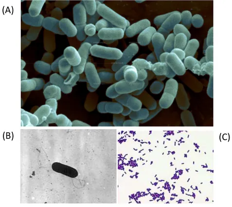 Figura  2:    (A,  B)  Immagine  al  microscopio  elettronico  a  scansione  (SEM)  di  L.monocytogenes; (C) colorazione di Gram 
