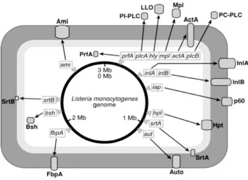 Figura 7: Rappresentazione schematica della cellula di L. monocytogenes  