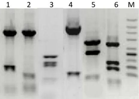 Figure 4.2-2. Six different most common RFLP profiles generated by the MboI restriction analysis  of the PCR products of the archeal 16S rDNA generated from the content of the different parts of  the digestive tract of the horse and  donkey