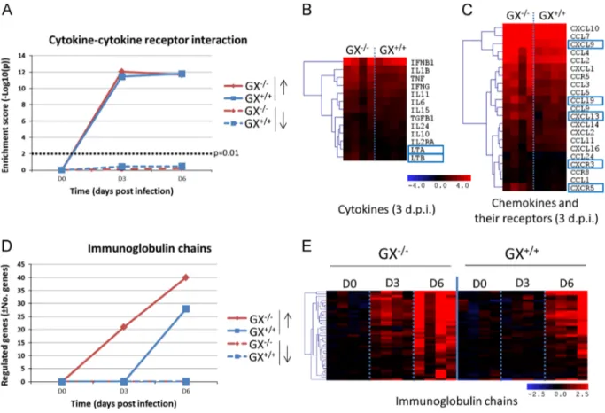 Fig. 6. Effect of GX-sPLA 2 deﬁciency in the mRNA expression levels of cytokines, chemokines and their receptors and immunoglobulin chains in the lung tissue of mice during inﬂuenza infection