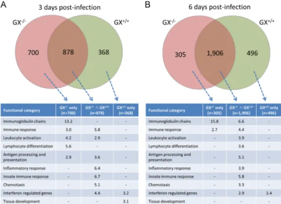 Fig. 7. Intersect analysis of the genes up-regulated in the lung tissue of GX / and GX þ / þ mice during inﬂuenza infection and functional classiﬁcation of the resulting gene subsets