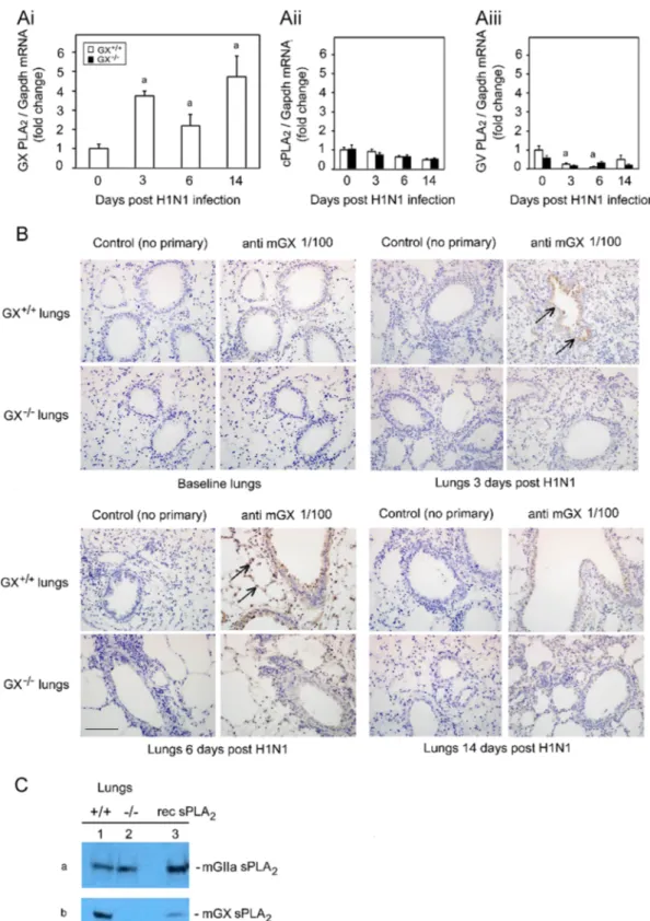 Fig. 1. Infection with H1N1pdm inﬂuenza stimulates the expression of GX-sPLA 2 in bronchial epithelial cells and inﬂammatory cells