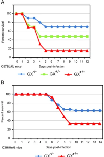 Fig. 2. Increased survival of GX / vs. GX þ / or GX þ / þ mice following A/Mexico/