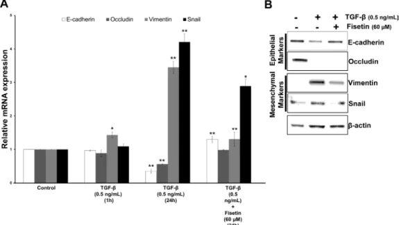 Figure 7: Fisetin inhibits TGF-β induced EMT in PCa cells.  (A) Histograms represent relative mRNA expression (mean±s.d)  of EMT related genes