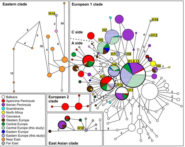 Figure 4. The median-joining network of the haplotypes obtained with 598 wild boar and domestic pig mtDNA sequences from GenBank and 254 wild boar sequences from this study