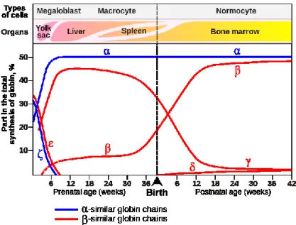 Figure 8. Globin chains production during ontigenesis. The production of embryonic Gower1  ( 2  2 ), Hb switches around the first two months of gestation to the production of HbF ( 2  2 )  followed,  just  before  birth,  to  the  major  adult  HbA  (