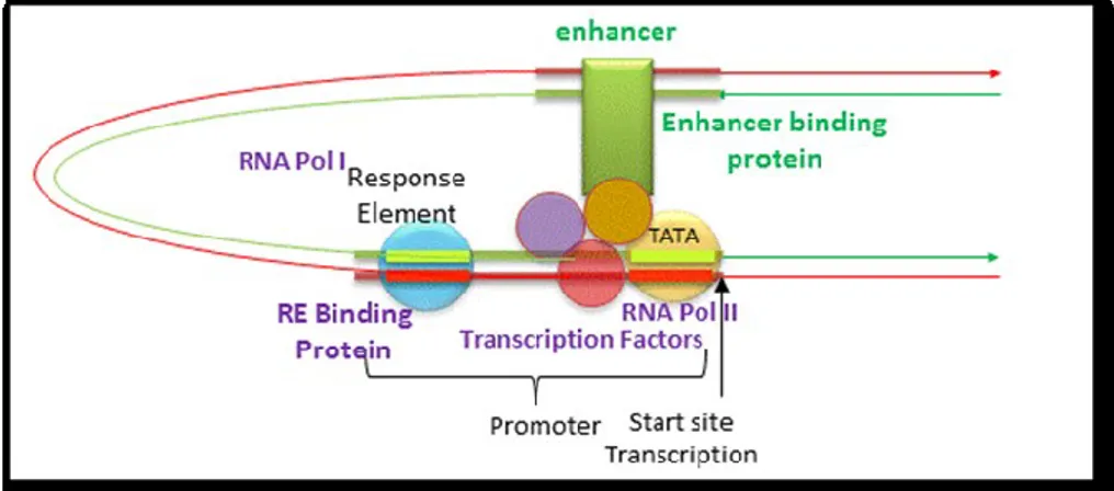 Figure  11.  An  enhancer  might  affect  gene  transcription  by  bringing  distal  DNA  (perhaps  thousands of base pairs away from the start site of transcription) close to the promoter for a  gene