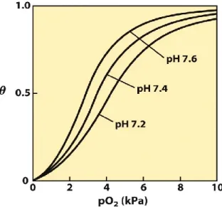 Figure 2. Effect of pH on O 2  binding to Hb (the Bohr effect). The shift of pH from 7.4 to 7.6  (as  it  is  in  the  lungs)  increases  O2  affinity,  whereas  the  shift  to  7.2  (as  in  the  tissues)  decreases O2 affinity thus facilitating its relea