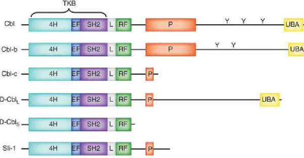 Fig. 4: Famiglia delle proteine CBL codificate da differenti geni: Cbl (anche noto come c-Cbl,  CBL2 or RNF55), Cbl-b (RNF56) and Cbl-c ( Cbl-3, Cbl-SL or RNF57)