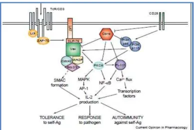 Fig 5: Pathway di attivazione del TCR (Curr Opin Pharmacol.2004 Aug;4(4):415-22.) 