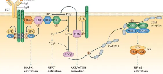 Fig. 6: Pathway di attivazione del BCR 