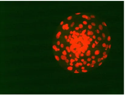Figura 3 Blastocisti fissata in metanolo e colorata con il propidio per la conta delle cellule 