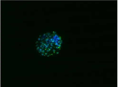Figura 5  Blastocisti colorata in Hoects 33342(fluorescenza blu) che rappresentano i nuclei  totali   mentre quelli in verde sono i nuclei positivi al TUNEL TEST colorati con  Alexa Fluor*azide 