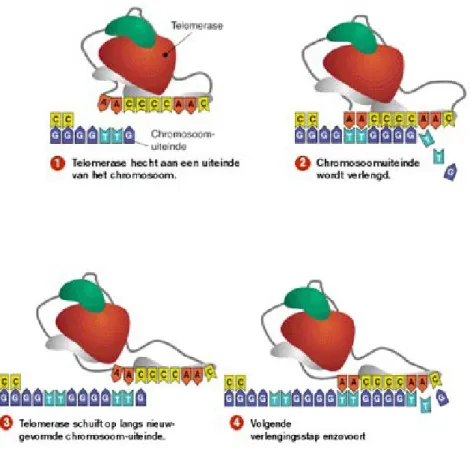 Figura  5:  La  telomerasi  permette  di  risolvere  il  problema  della  replicazione  delle  estremità  cromosomiche aggiungendo ripetizioni telomeriche ad ogni ciclo di sintesi del DNA