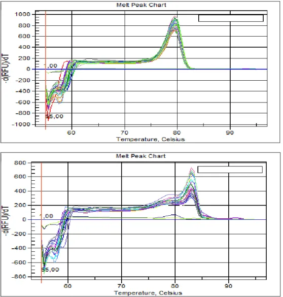 Figure 9 e 10: Curve di melting dei campioni analizzati in qPCR per telomeri e 36b4. Le curve di melting  con valori oscillanti intorno allo zero rappresentano i controlli negativi 