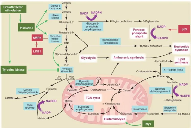 Fig. 10. Metabolic pathways active in proliferating and cancer cells are directly controlled by signaling  pathways involving known oncogenes (green) and tumor suppressor genes (red)