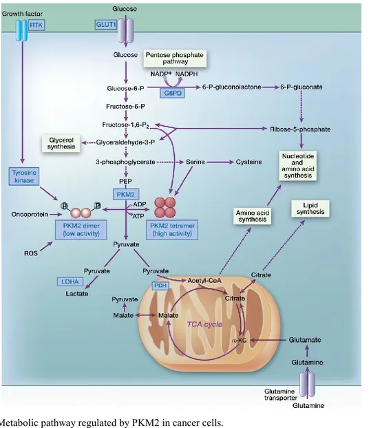 Fig. 12. Metabolic pathway regulated by PKM2 in cancer cells. 