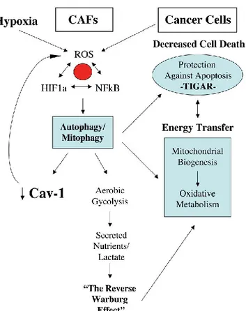 Fig. 18. The autophagic tumor-stroma model of cancer. In this model, cancer cells use oxidative stress as  a  “weapon”  to  extract  recycled  nutrients  from  cancer-associated  fibroblasts,  via  the  induction  of  autophagy