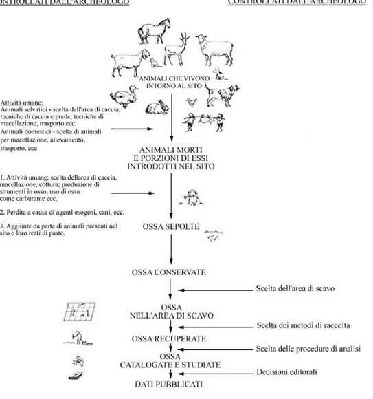 Figura	 4.1:	 rappresentazione	 schematica	 di	 alcuni	 fattori	 che	 influenzano	 i	 dati	 archeozoologici	 (Davis,	1987).	
