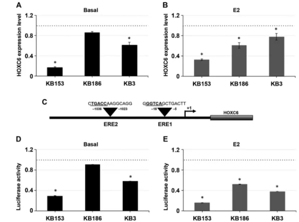 Figure 2. Effect of KMT2D haploinsufficiency on E2-induced expression of HOXC6. A and B: HOXC6 transcriptional level was determined in three KS patient fibroblast cell lines (KB153, KB186, and KB3) exposed to 100 nM E2 for 8 hr or not by using qPCR analysi