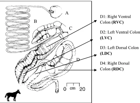 Figure 2 - Horse’s digestive tract