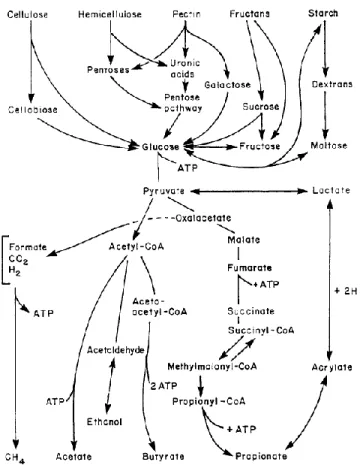 Figure 1 -  Carbohydrate metabolism (Van Soest 1994).